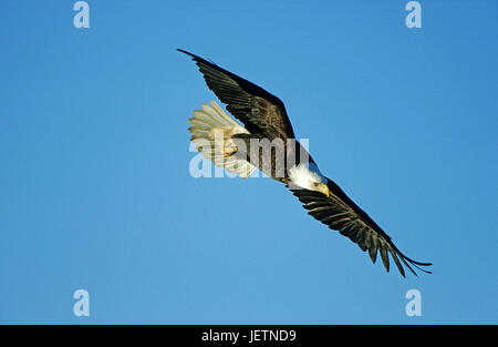 Weißer Kopf See Adler, Haliaeetus Leucoephalus, Weisskopfseeadler - Haliaeetus leucoephalus Stockfoto