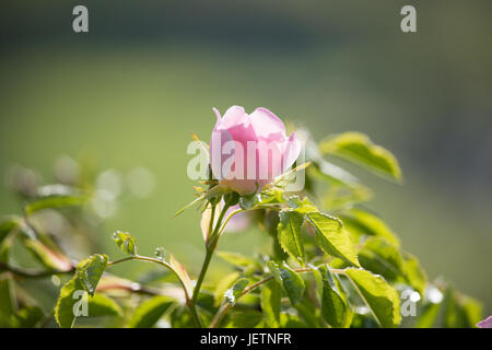 Hagebutte-Blume Stockfoto