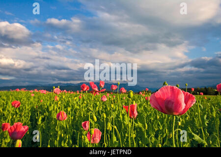 Mohnfeld, Landschaft, Wolke Stimmung mit Mohnfeld, Attergau, Salz Kammer Eigenschaft, Österreich, Mohnblumenfeld, Landschaft, Wolkenstimmung Mit Mohnblum Stockfoto