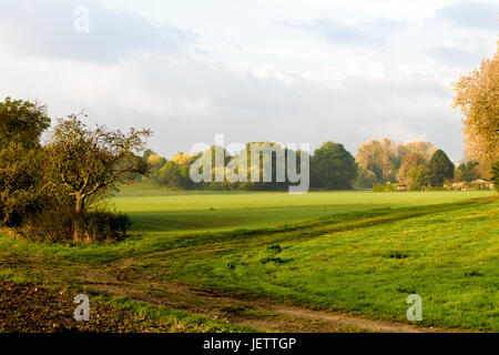 Ländliche Kunst Herbst Wasser-farbigen Sonnenaufgang in grün Pastell-Tönen und impressionistische Malerei Stil, Bäume, Felder, Pfad, herbstlichen Farbe vintage Stockfoto