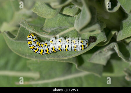 Königskerze Motte, Cucullia Verbasci, Raupe, die Fütterung auf große gelbe ornamentalen Garten Königskerze, Verbascum SP., Berkshire, Juni Stockfoto