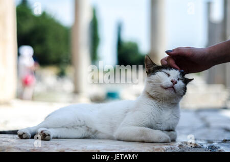 Eine Katze, die Festlegung auf den Ruinen der antiken Stadt Ephesus in Kusadasi, Türkei. Stockfoto