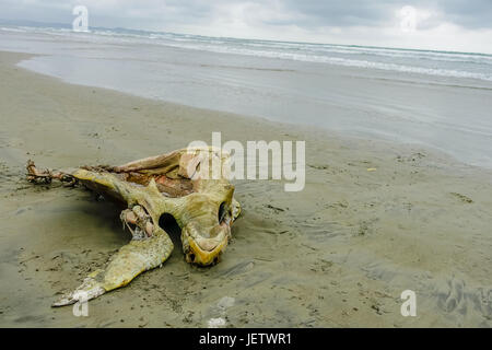 Schöner Strand mit Pazifischen Ozean Hintergrund, sandigen Oberfläche mit einer toten zerlegt Schildkröte auf dem Sand in Muisne Insel Ecuador. Stockfoto