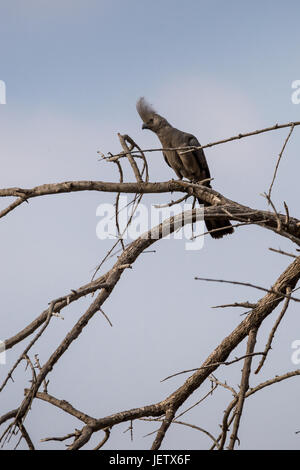 Grau, Go-away-Bird (Corythaixoides Concolor) sitzen auf einem Baum, Südafrika Stockfoto