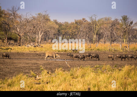 Blaue Gnus und Eland trinken am Wasserloch in Südafrika, Kruger Park, Afrika Stockfoto