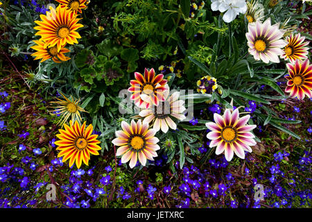 eine Auswahl an bunten Gazanien Blüten mit blauen Lobelien Beetpflanzen im Sommer Stockfoto