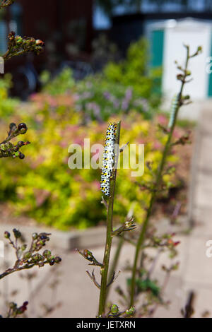 Eine Königskerze Falter Raupe Cucullia Verbasci an Braunwurz Pflanze im Sommer Stockfoto