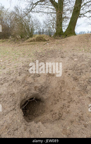 Eingang des Europäischen Dachs (Meles Meles) Höhle / Sett badger / Dachs Set grub in der Erde Stockfoto