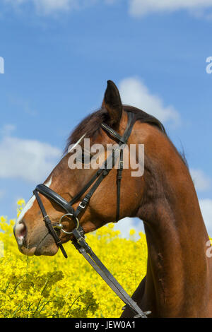 Bucht farbige Trakehner Pferd, Ost preußischen Warmblut Brut des Pferds im Feld, Deutschland Stockfoto