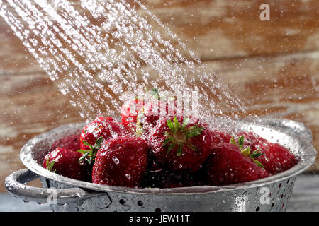 Rote frisch gepflückte Erdbeeren werden unter fließendem Wasser gewaschen Stockfoto