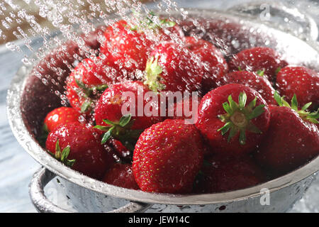 Rote frisch gepflückte Erdbeeren werden unter fließendem Wasser gewaschen Stockfoto