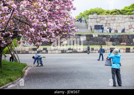 TOKYO, JAPAN - ca. April 2013: Japanerin Foto rosa Blüten blühen Kirsche Baum. Der Ostgarten des Imperial Palace mit sakura Stockfoto