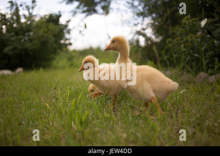 Ein paar kleine Gans sind Fuß auf dem Rasen bei gutem Wetter Stockfoto