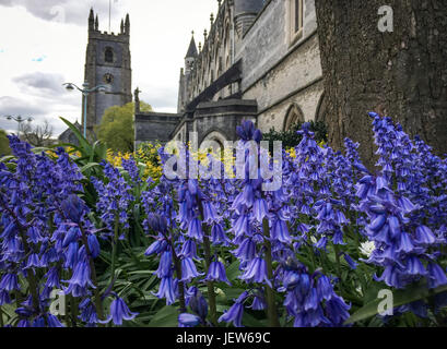 Bild von Paul Slater/PSI - Bluebells in St Andrews Kirche, Plymouth, Devon. Stockfoto