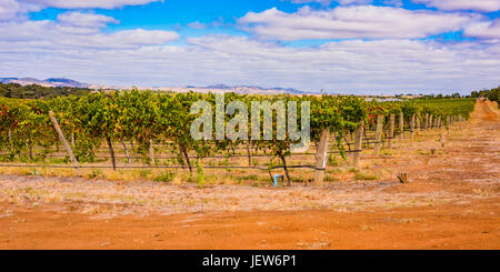 Weinberge in der Nähe von Marananga, South Australia Stockfoto