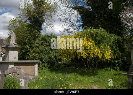 LONDON, ENGLAND - 12. Juli 2017 Grabsteine in Tower Hamlets Cemetery Park London und blühenden Akazien Stockfoto