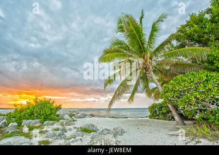 Sonnenuntergang unter Palmen am Fort Zachary Taylor Historic State Park in Florida Stockfoto