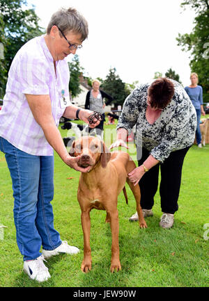 Die Beurteilung bei einem Begleiter Hundeausstellung, Alton, Hampshire, UK. 25. Juni 2017. Stockfoto