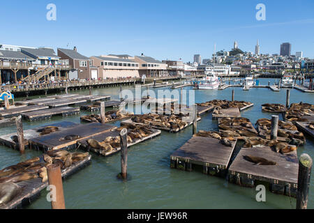 Pier 39 und die Seelöwen in San Francisco Stockfoto