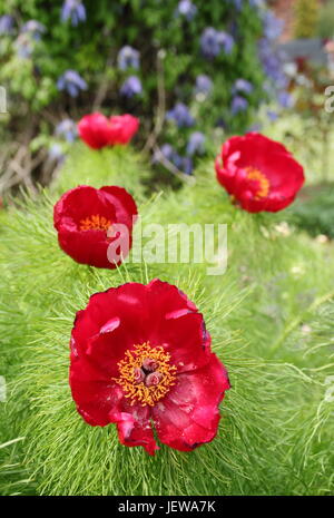 Paeonia Tenuifolia, auch genannt 'Farn Blatt Pfingstrose', Blüte in der Grenze von einem englischen Garten Ende April, UK Stockfoto