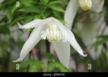 Clematis Koreana 'Broughton Braut"eine frühe blühende Kletterrose, blühen in einem englischen Garten im Frühling (April) Stockfoto