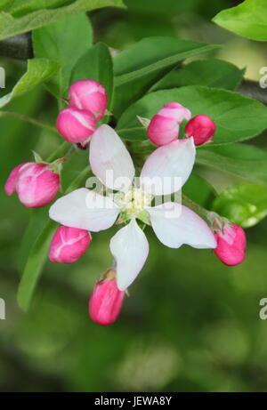 Wilde Krabbe Apfelbaum (Malus Sylvestris) in Blüte in der englischen Landschaft im zeitigen Frühjahr, UK Stockfoto