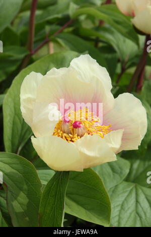 Paeonia Mlokosewitschii, häufig genannt "Molly die Hexe" Pfingstrose Mlokosewitchs Pfingstrose, blühen im Frühjahr (April) in einem englischen Garten, UK Stockfoto