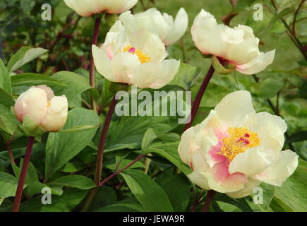 Paeonia Mlokosewitschii, häufig genannt "Molly die Hexe" Pfingstrose Mlokosewitchs Pfingstrose, blühen im Frühjahr (April) in einem englischen Garten, UK Stockfoto