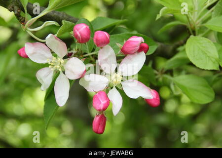 Wilde Krabbe Apfelbaum (Malus Sylvestris) in Blüte in der englischen Landschaft im zeitigen Frühjahr, UK Stockfoto