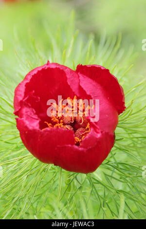 Paeonia Tenuifolia, auch genannt 'Farn Blatt Pfingstrose', Blüte in einem Garten in Ende April, UK Stockfoto