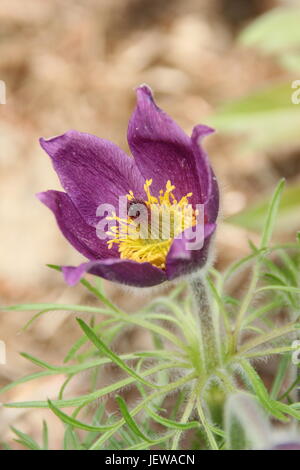 Pulsatilla Vulgaris (Kuhschelle) lila Form in voller Blüte in einem englischen Garten im Frühjahr (Ende April), UK Stockfoto