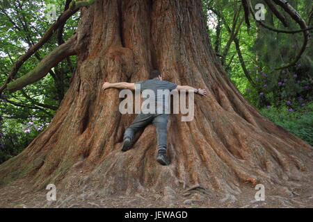 Ein Mann zeigt, die Sattelgurt Größe ein Mammutbaum (Sequoia), die von Monmouthshire und Brecon Canal in der Nähe von Llangattock, Brecon Beacons, Wales, UK Stockfoto