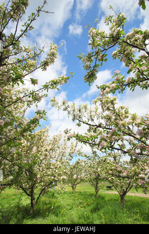 Apfelbäume (Malus) blühen in einem englischen Obstgarten im Frühjahr (Mai), UK Stockfoto