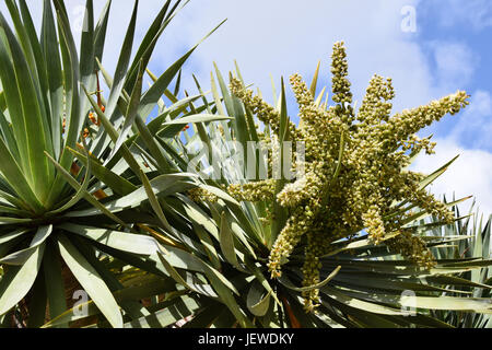 Niedrigen Sie Winkel Blick auf einem Drachenbaum und Obst, Dragoeiro von Porto Santo, Madeira fand auch in Kap Verde Stockfoto