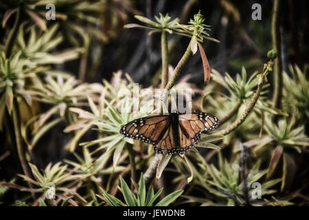 Große orange Monarchfalter sammeln Nektar auf grüne vegetation Stockfoto