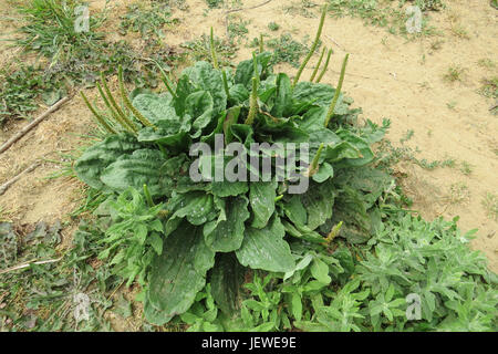 GRÖßERE Wegerich Plantago großen. Foto: Tony Gale Stockfoto