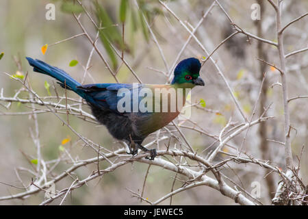 Lila-Crested Turaco, Mkhuze Game Reserve, Südafrika Stockfoto