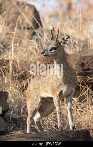 Klipspringer, Kruger Park, Südafrika Stockfoto