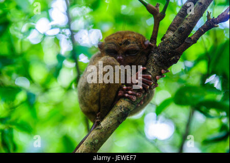 Philippinen-Koboldmaki (Carlito Syrichta), kleinste Affe der Welt, Bohol, Philippinen Stockfoto