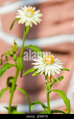 Weiße Xerochrysum Bracteatum Blumen, allgemein bekannt als das goldene ewig oder Strawflower, Familie Asteraceae Stockfoto