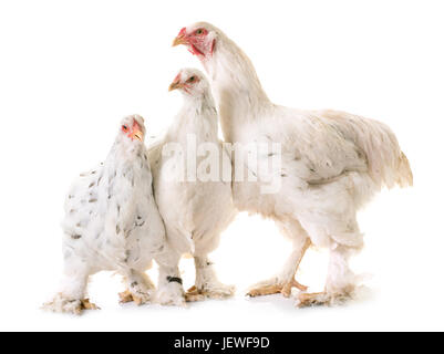 Brahma Huhn vor weißem Hintergrund Stockfoto