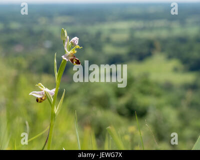 Biene Orchidee (Ophrys Apifera) auf der North downs Hügel, Surrey, England Stockfoto