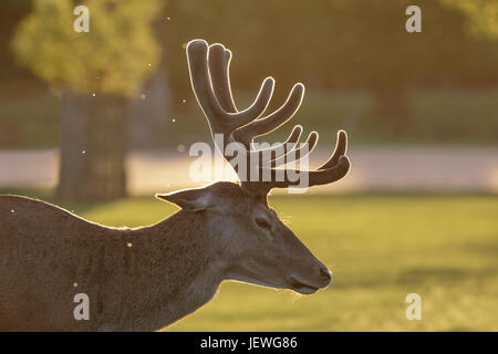 Backlit Rotwild Hirsch (Cervus Elaphus) Porträt in wachsenden samt Geweih an einem Frühlingsabend Stockfoto