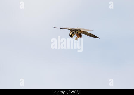 Hobby Falke (Falco Subbuteo) Zerstückelung Essen ernähren sich von Chaser Libelle auf-der-Flügel fliegen gegen leicht bewölktem Himmel Stockfoto