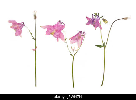 Getrocknete und gepresste Blumen einer rosa Aquilegia Vulgaris Columbine Blume isoliert auf einem weißen. Stockfoto