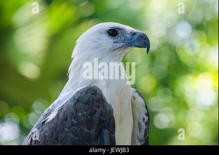 Philippine Eagle (Pithecophaga Jefferyi), auch bekannt als die Monkey-eating Eagle, Davao, Mindanao, Philippinen Stockfoto