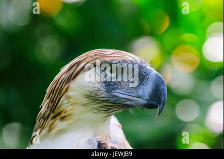 Philippine Eagle (Pithecophaga Jefferyi), auch bekannt als die Monkey-eating Eagle, Davao, Mindanao, Philippinen Stockfoto