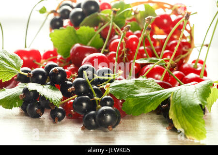 Frische Beeren, Kirsche, rote Johannisbeere und Cassis auf hellem Hintergrund Stockfoto