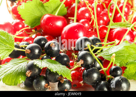 Frische Beeren, Kirsche, rote Johannisbeere und Cassis auf hellem Hintergrund Stockfoto