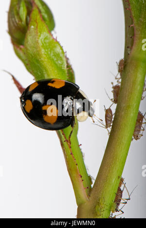 Harlekin oder asiatischen Marienkäfer, Harmonia Axyridis, Erwachsene mit schwarzem Hintergrund und vier roten unregelmäßigen Flecken, eine Variante Farbe geben, Berkshire, Juni Stockfoto